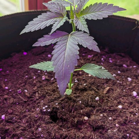 Solomatic growlog timeline photo