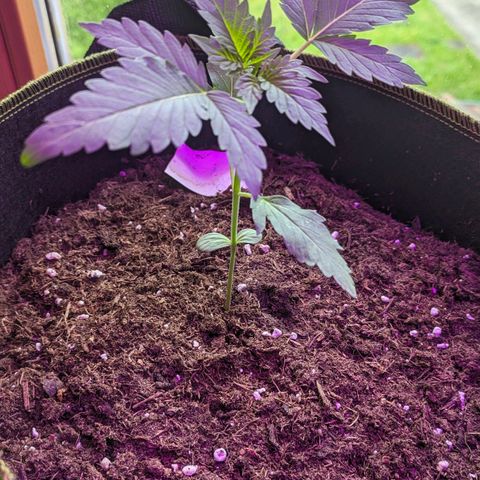 Stresskiller  growlog timeline photo