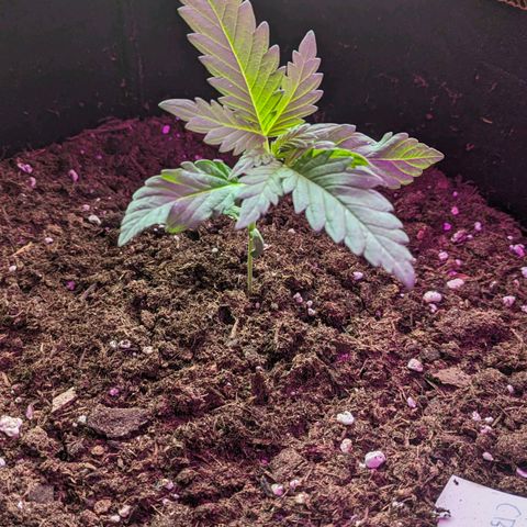 Euphoria growlog timeline photo
