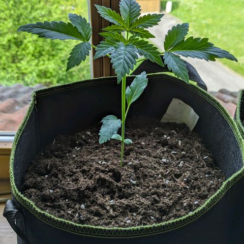 Stresskiller  growlog timeline photo