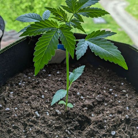 Solomatic growlog timeline photo