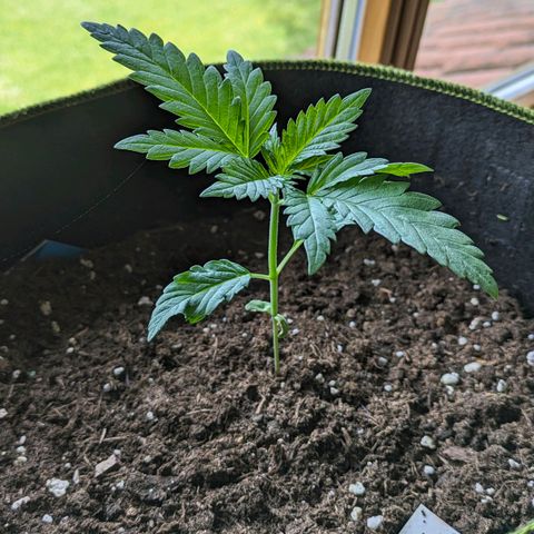 Euphoria growlog timeline photo