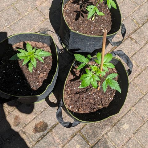 Solomatic growlog photo: sun ☀️
