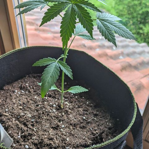 Solomatic growlog timeline photo
