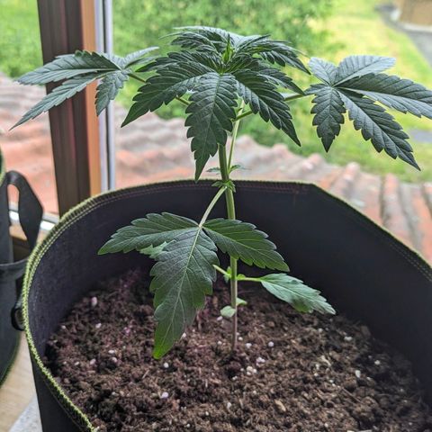 Stresskiller  growlog timeline photo