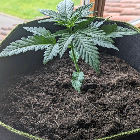 Euphoria growlog timeline photo