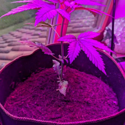 Euphoria growlog timeline photo