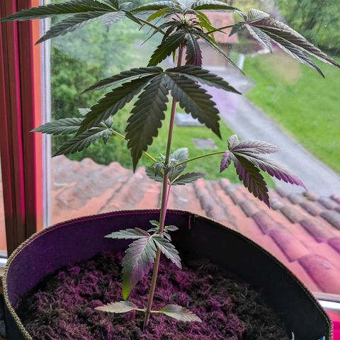 Solomatic growlog timeline photo