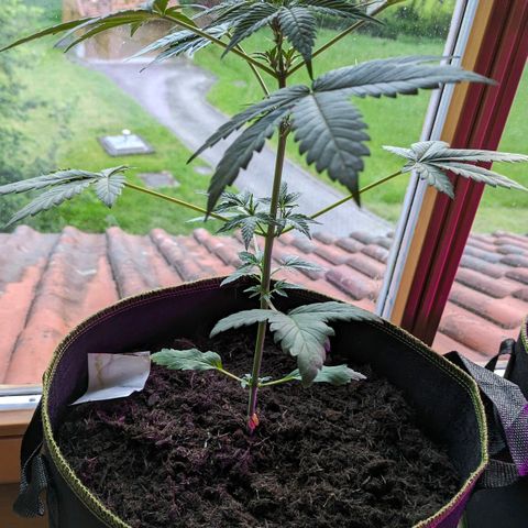 Stresskiller  growlog timeline photo