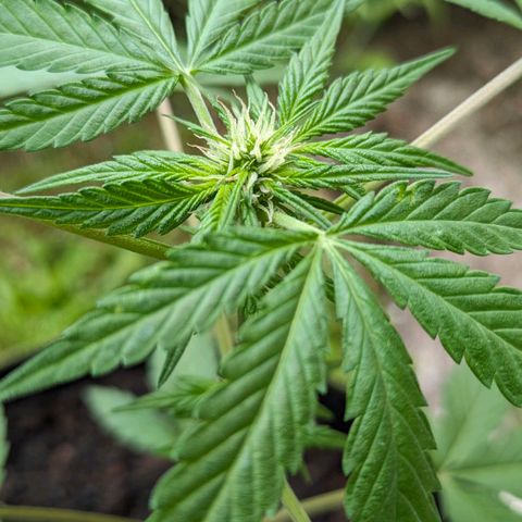 Solomatic growlog timeline photo