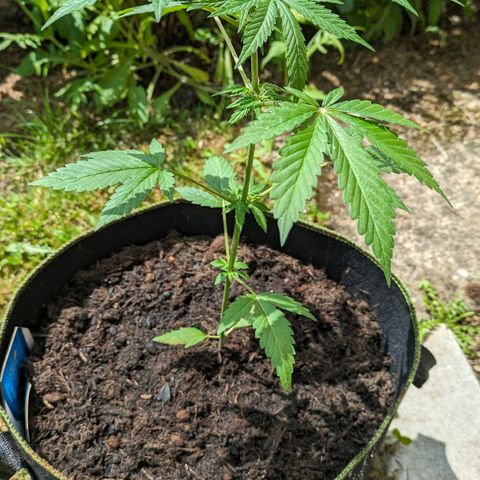Solomatic growlog timeline photo