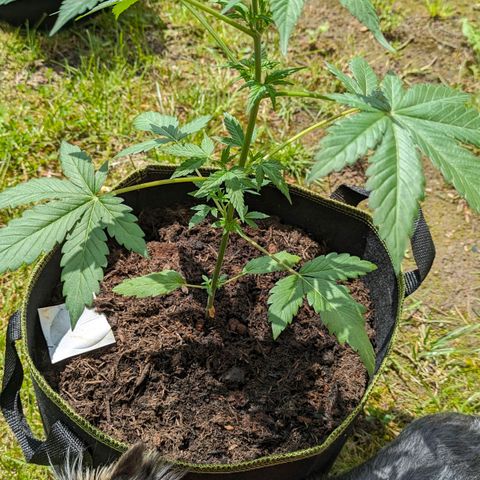 Stresskiller  growlog timeline photo