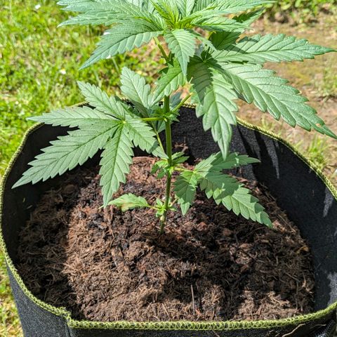 Euphoria growlog timeline photo