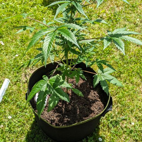 Stresskiller  growlog timeline photo