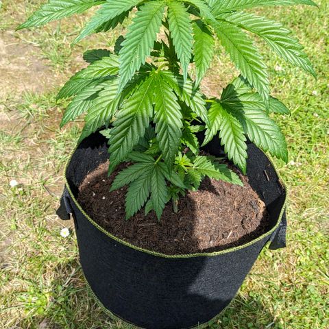 Euphoria growlog timeline photo