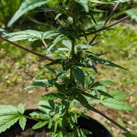 Solomatic growlog timeline photo