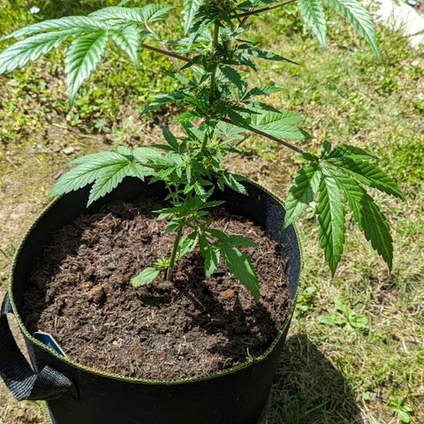Solomatic growlog timeline photo