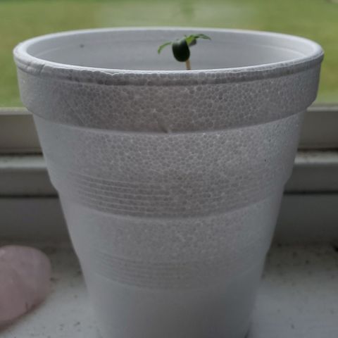 Foto do growlog de Green bean: Growing