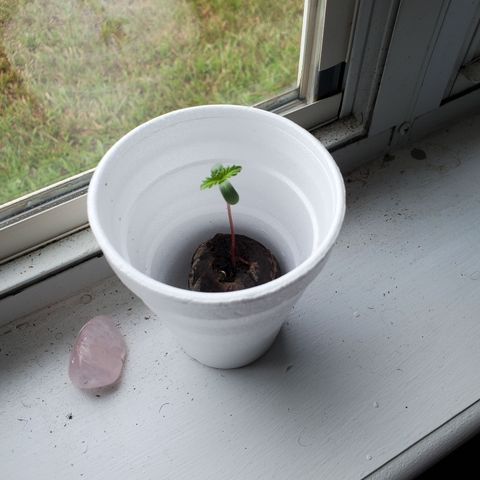 Foto do growlog de Green bean: Growing
