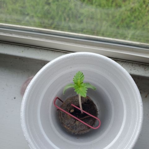 Foto do growlog de Green bean: Seedling