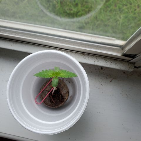 Foto do growlog de Green bean: She good