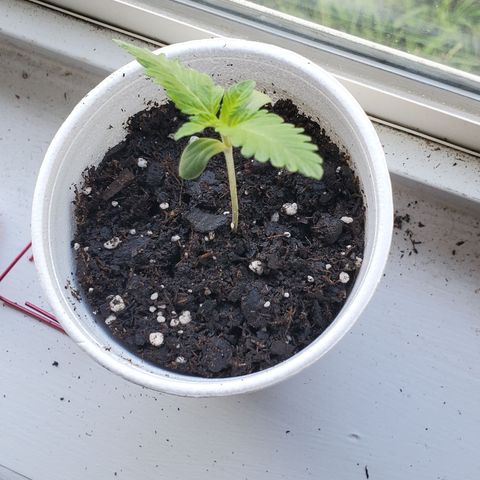 Foto do cronograma do growlog de Green bean