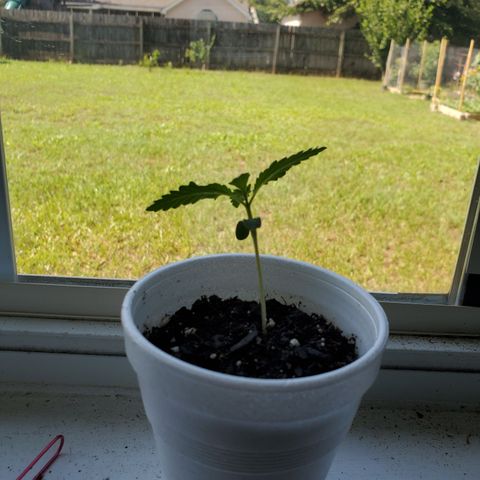 Foto do growlog de Green bean: Growing well in New soil. Gotten taller since transplant.