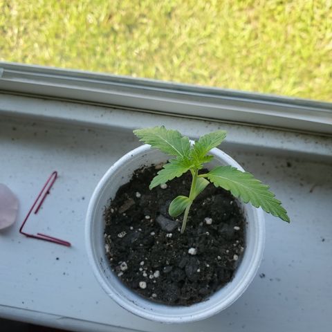 Foto do growlog de Green bean: Prepping for transplant. I put the perlite to cut down on sweating from the pot base without lifting the plant. Idk the science but I had something under the pot itself and it was a no. This is a short tent. 
