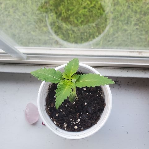 Foto do growlog de Green bean: Added a few drops of water.