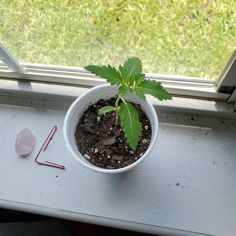 Foto do growlog de Green bean: Veggie style