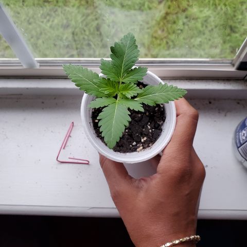 Foto do growlog de Green bean: Peace to every one.