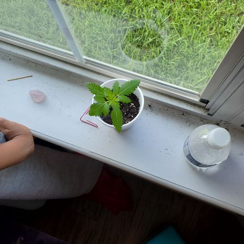 Foto do growlog de Green bean: The leaves are outside the rim of the cup. This baby has to move.