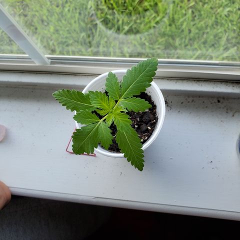 Foto do growlog de Green bean: The leaves are outside the rim of the cup. This baby has to move.