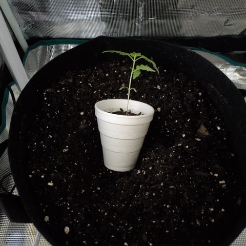 Foto do growlog de Green bean: The move. Not much root growth on this move. This is a sat dom.