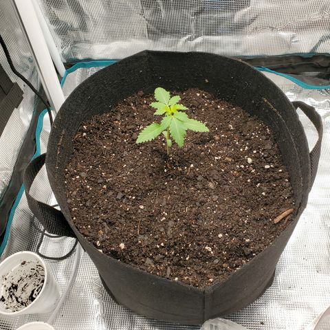 Foto do growlog de Green bean: The move. Not much root growth on this move. This is a sat dom.