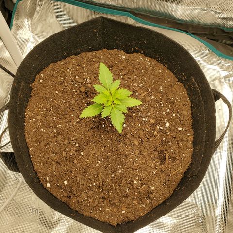 Foto do growlog de Green bean: Growing well.