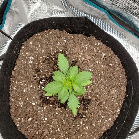 Foto do growlog de Green bean: Growing well.