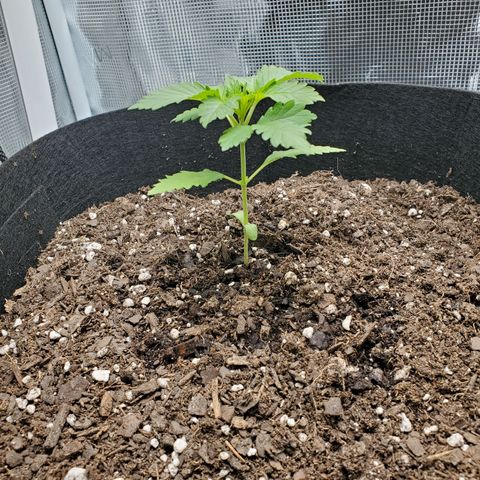 Foto do growlog de Green bean: Growing well.