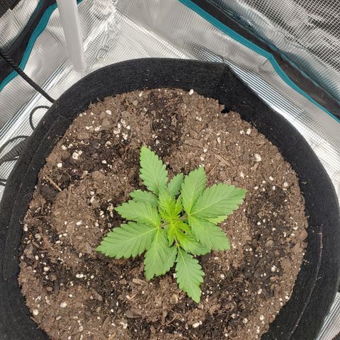Foto do growlog de Green bean: Slow rate of growth but steady. I've noticed plants take off in in 3rd or 4th week.