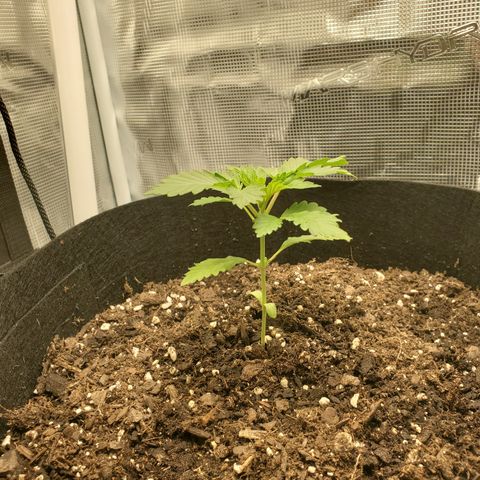 Foto do growlog de Green bean: Slow rate of growth but steady. I've noticed plants take off in in 3rd or 4th week.