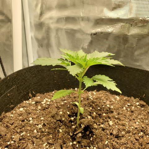 Foto do growlog de Green bean: Growing well.