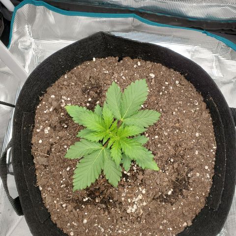 Foto do growlog de Green bean: Growing well.