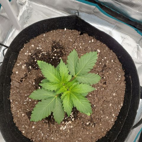Foto do growlog de Green bean: Spreading her wings