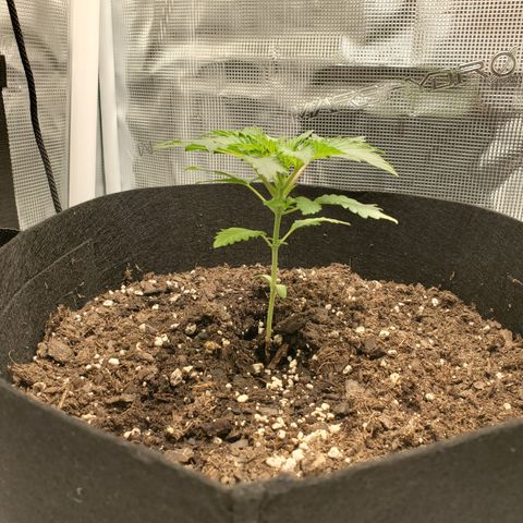 Foto do growlog de Green bean: Spreading her wings