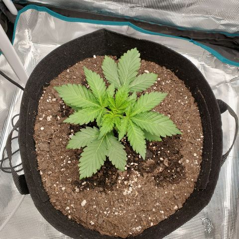 Foto do growlog de Green bean: Spreading out