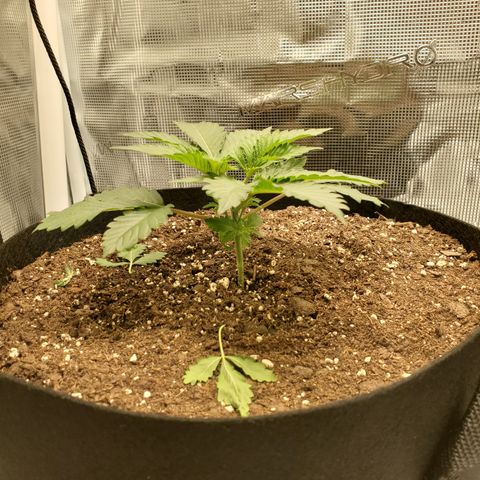Foto do growlog de Green bean: Spreading her wings. Going to start training 