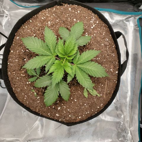 Foto do growlog de Green bean: Spreading her wings. Going to start training 