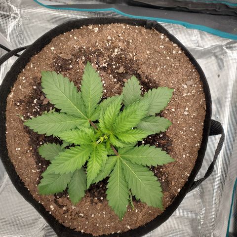 Foto do growlog de Green bean: Trainer is set. By supherbpanda on IG.