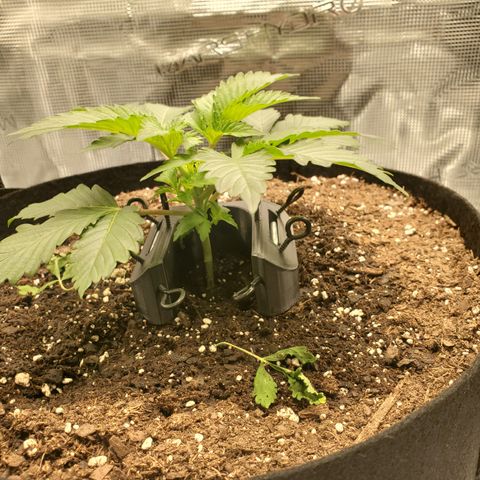 Foto do growlog de Green bean: Trainer is set. By supherbpanda on IG.