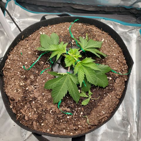 Foto do growlog de Green bean: Bandage situation 😋